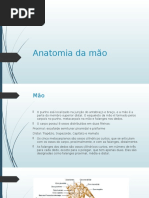 Anatomia Da Mão