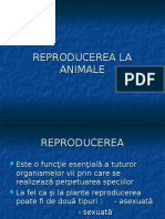 Reproducerea La Animale