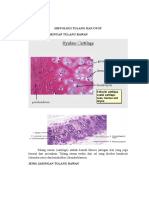 HISTOLOGI