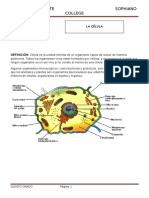 L1 5° Pri-Cta