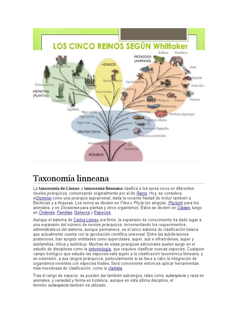 Taxonomíalinneana Procariota Biología Celular)