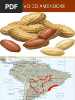 Amendoim Final