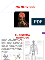 Sistema Nervioso Del Cuerpo Humano.