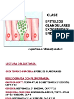 Clase Epitelios Glandulares Exocrinos y Endocrinos