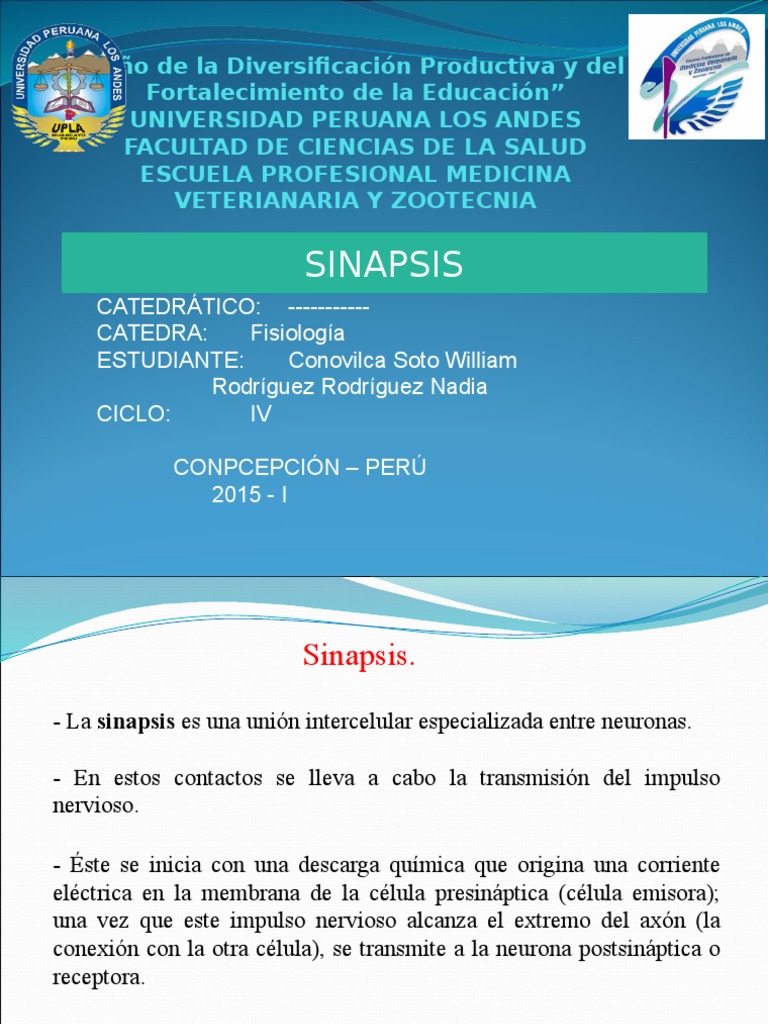 Tipos y Funciones de la Sinapsis Neuronal | PDF | Sinapsis | Sinapsis ...