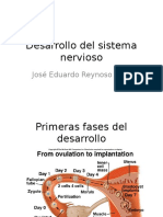 Desarrollo Del Sistema Nervioso