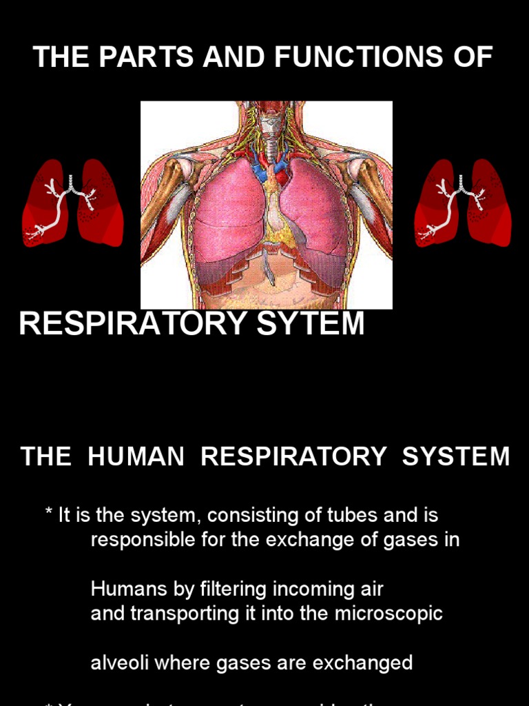 Respiratory System (Anatomy and Physiology) Exhalation Lung