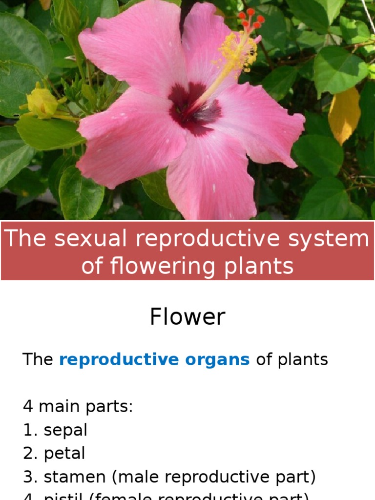 The Sexual Reproductive System of Flowering Plants Flowers Pollination