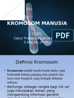 Kromosom Manusia