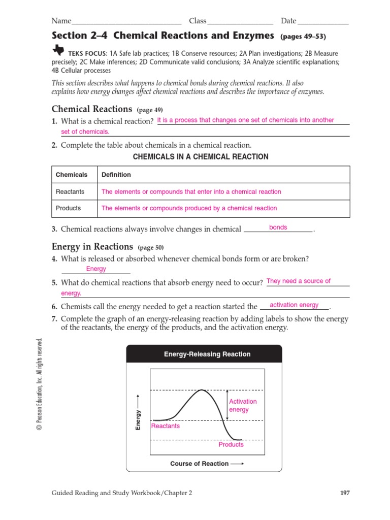11-11 Workbook ANSWERS  Enzyme  Chemical Reactions With Enzyme Reactions Worksheet Answers