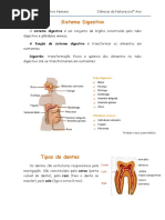 Sistema Digestivo