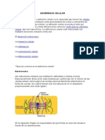 Tipos de uniones en la adherencia celular