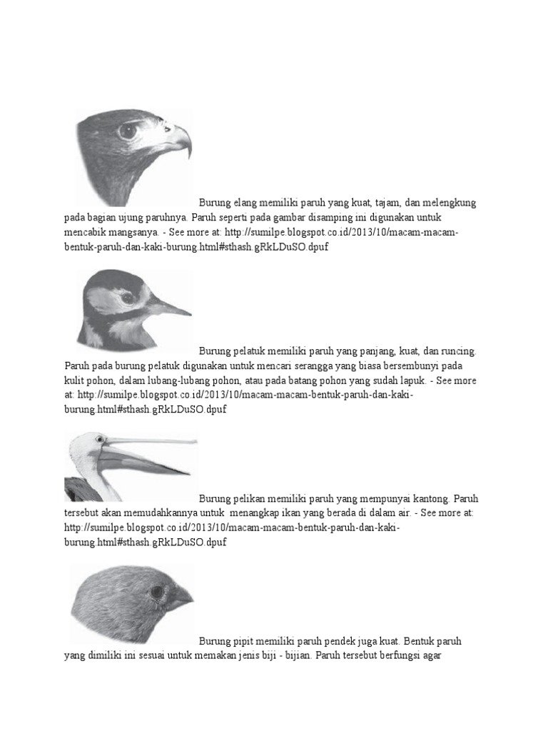 Burung Elang Memiliki Paruh Yang Kuat Pdf