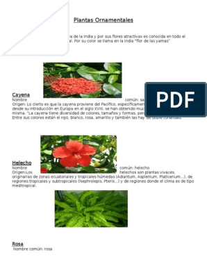 Plantas Ornamentales2 | PDF | Rosa | Zona tropical