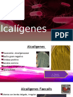 Alcalígenes