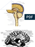 Cerebro Medial