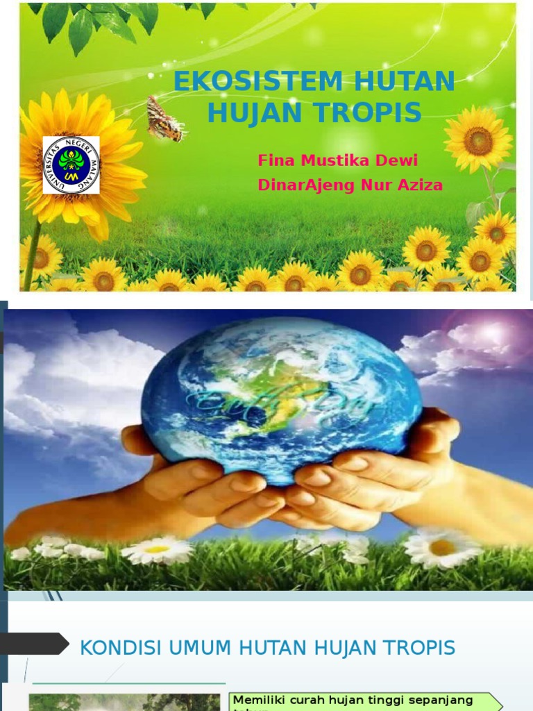 Unduh 880 Gambar Ekosistem Hujan Tropis Paling Baru HD