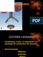 Sistema Urinario