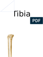 Tibia