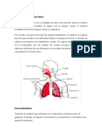 El Aparato Respiratorio