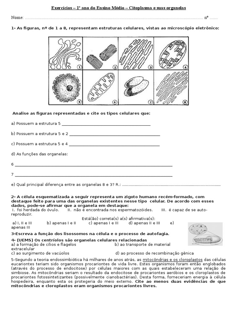 Exercícios - Citoplasma e Suas Organelas | Organelo | Célula (Biologia)