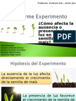 experimento avance de semillas de maiz