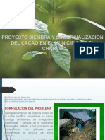 Proyecto Siembra y Comercializacion Del Cacao