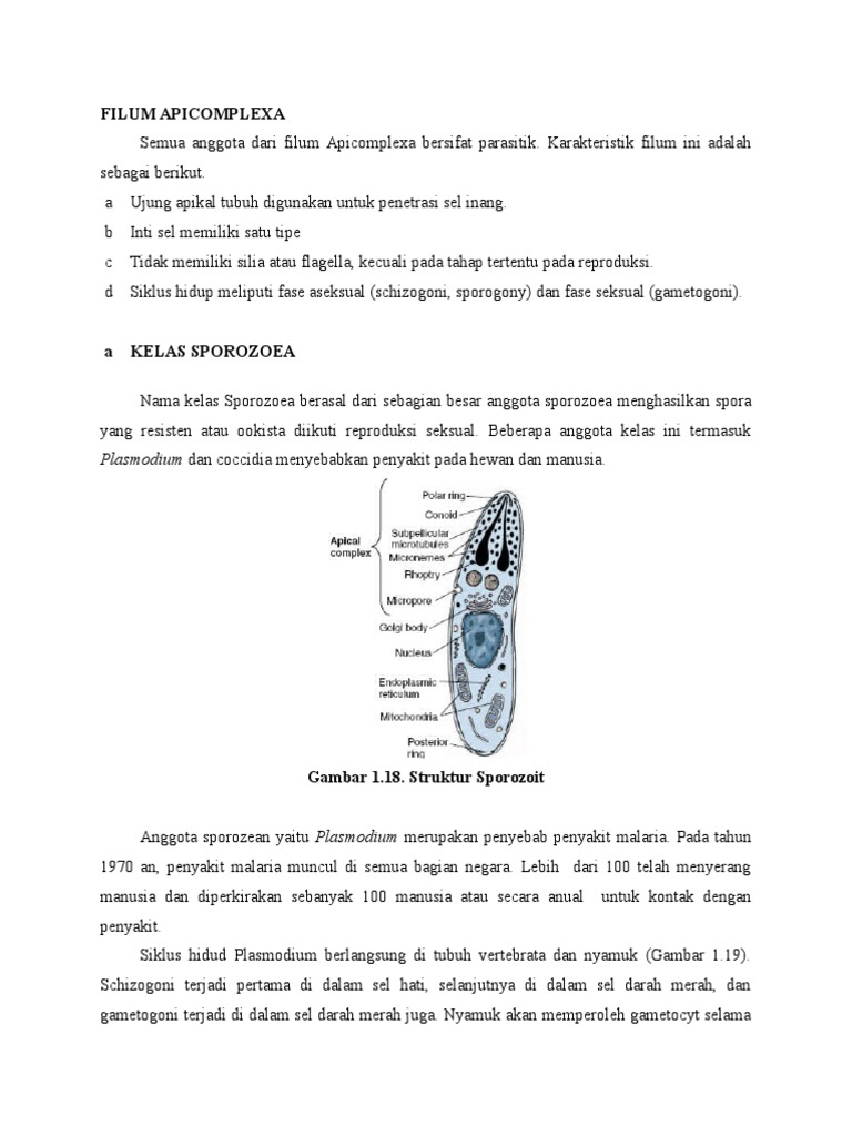Karakteristik dan Penyakit Apicomplexa | PDF | Ilmu Sosial | Sains ...