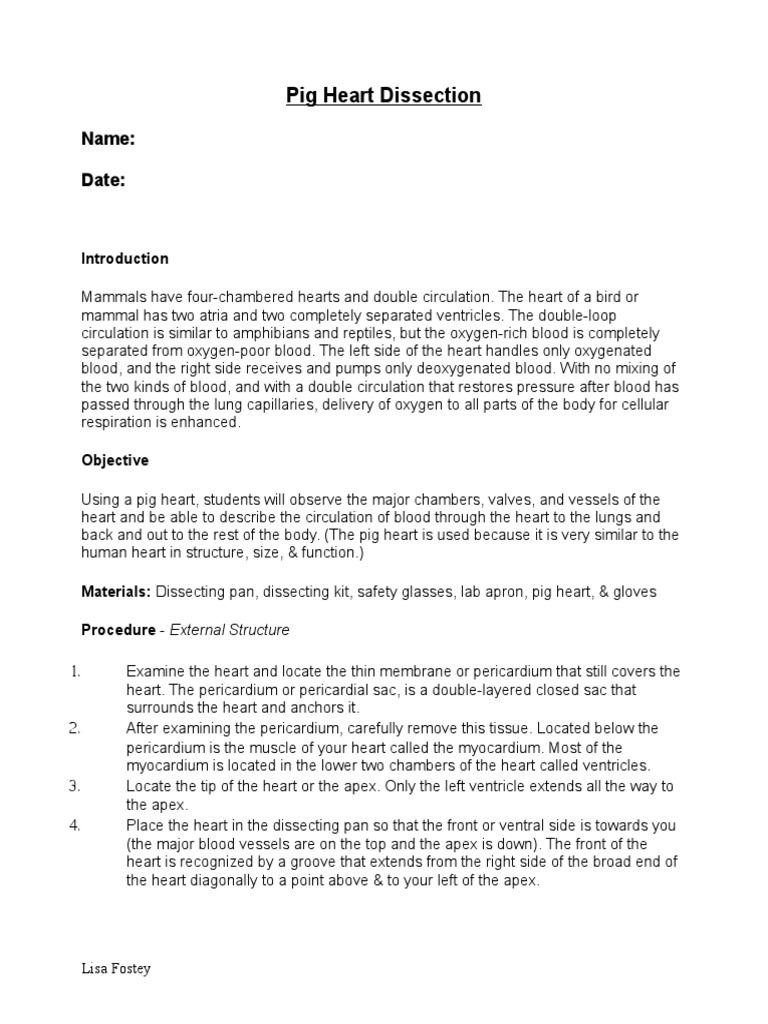 8-1-11 - Pig Heart Dissection - Lesson | PDF | Heart Valve | Heart