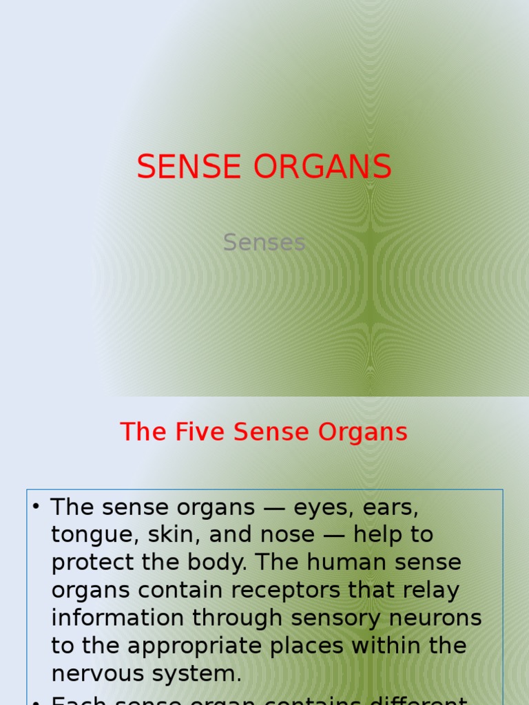 Sense Organs | PDF