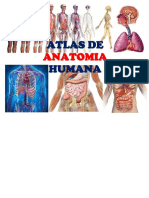 Atlas de Anatomia Humana PDF