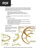 Región Esternal | PDF | Sistema esquelético | Anatomía humana