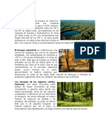 Clases de Bosques