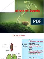 germination of seed.pptx