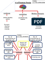 Part of Human Brain: Cerebrum Cerebellum Medula Oblongata