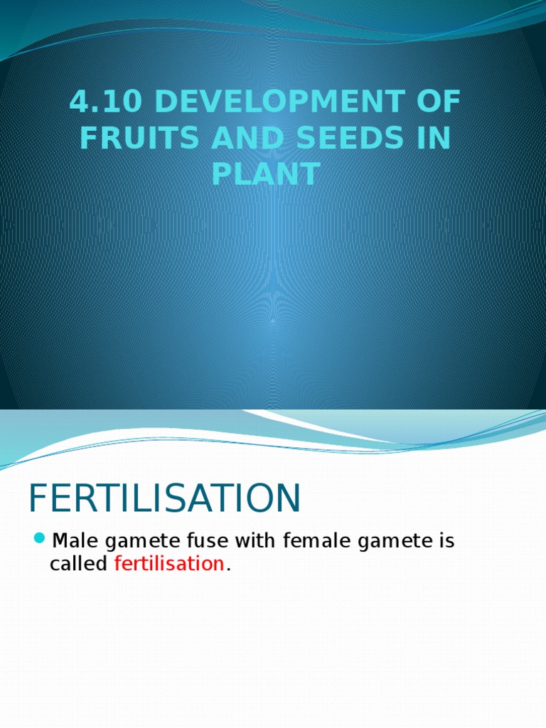 Stages of Seed and Fruit Development | PDF | Science & Mathematics
