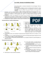 Desarrollo Del Aparato Respiratorio