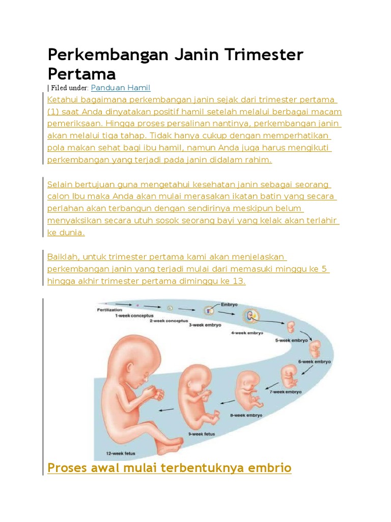 Perkembangan Janin Trimester Pertama | PDF