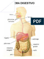 Sistema Digestivo