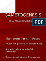 Gametogenesis 
