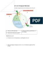 Cell Cycle Checkpoint Mini