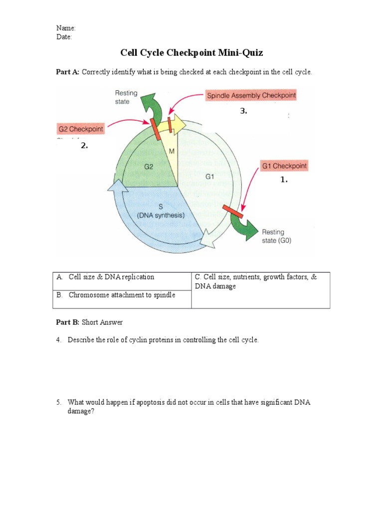 Cell Cycle Checkpoint Mini | PDF | Science & Mathematics