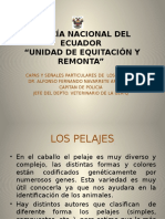 Capas-y-Senales-de-los-caballos.pptx