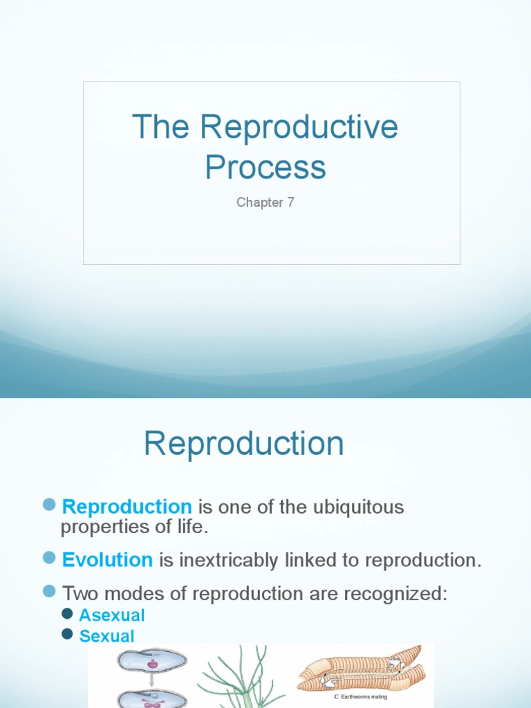 Reproduction in Animals | PDF | Menstrual Cycle | Sexual Reproduction