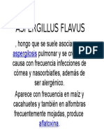 ASPERGILLUS FLAVUS.pptx