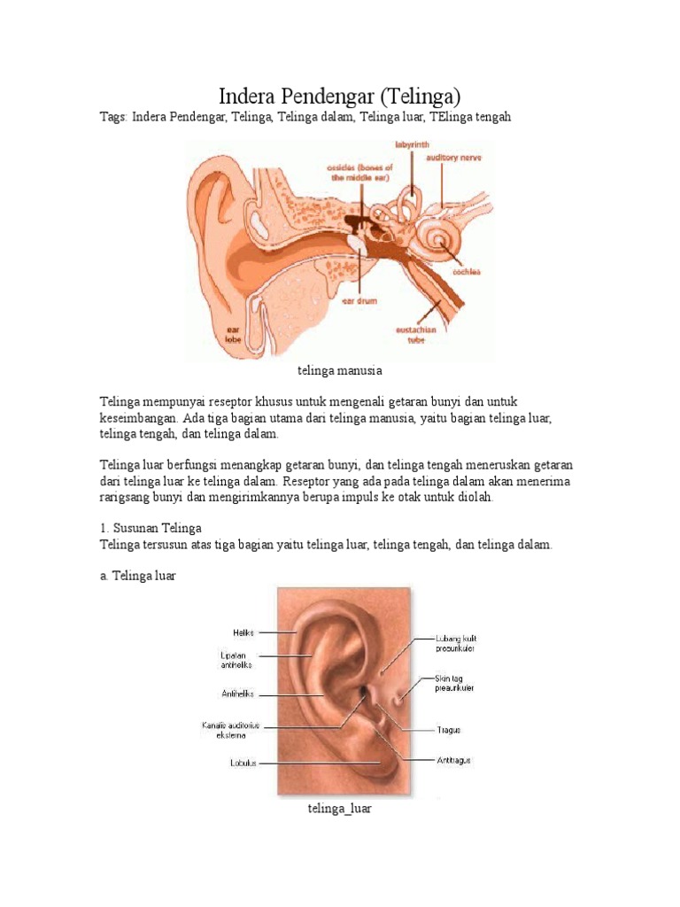 Materi Telinga Kelas 4 Pdf