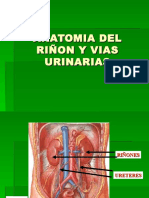 Anatomia Riñon