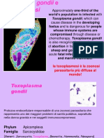 TOXOPLASMOSI