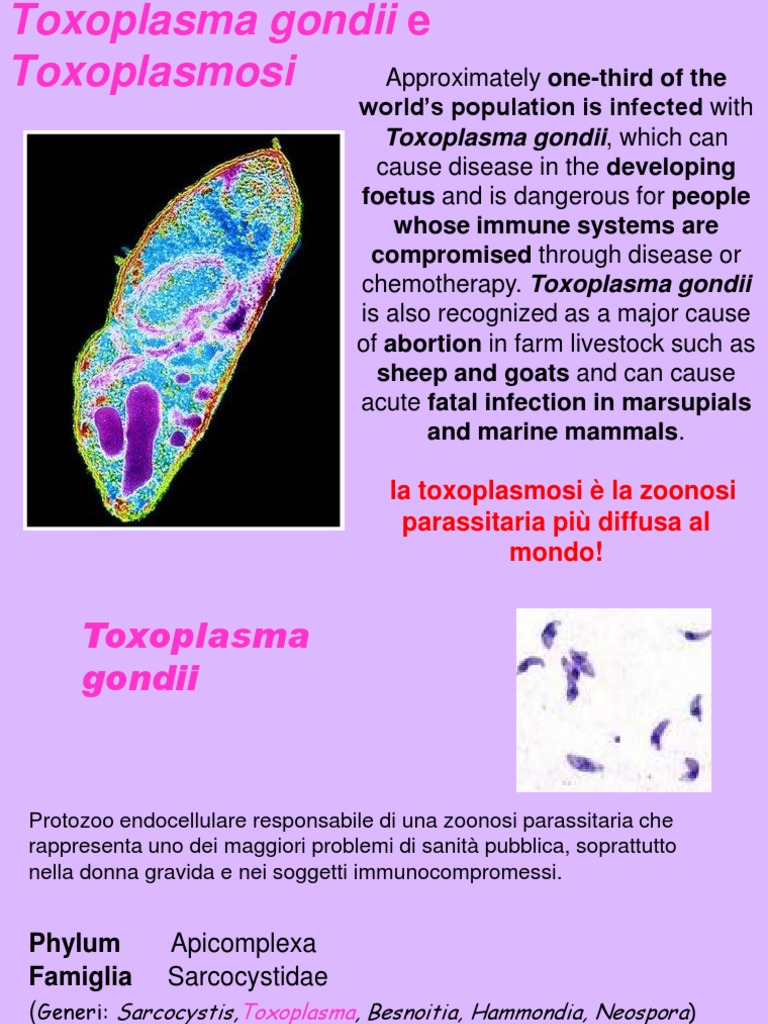 TOXOPLASMOSI