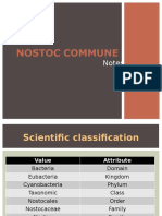 Nostoc commune.pptx